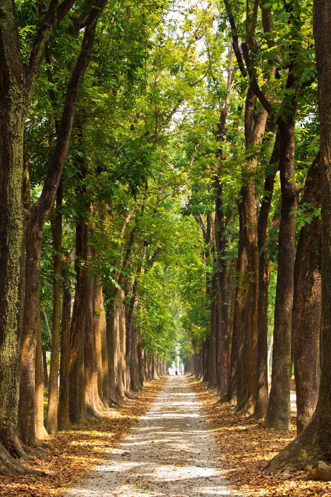 Viale tra gli alberi — design completo