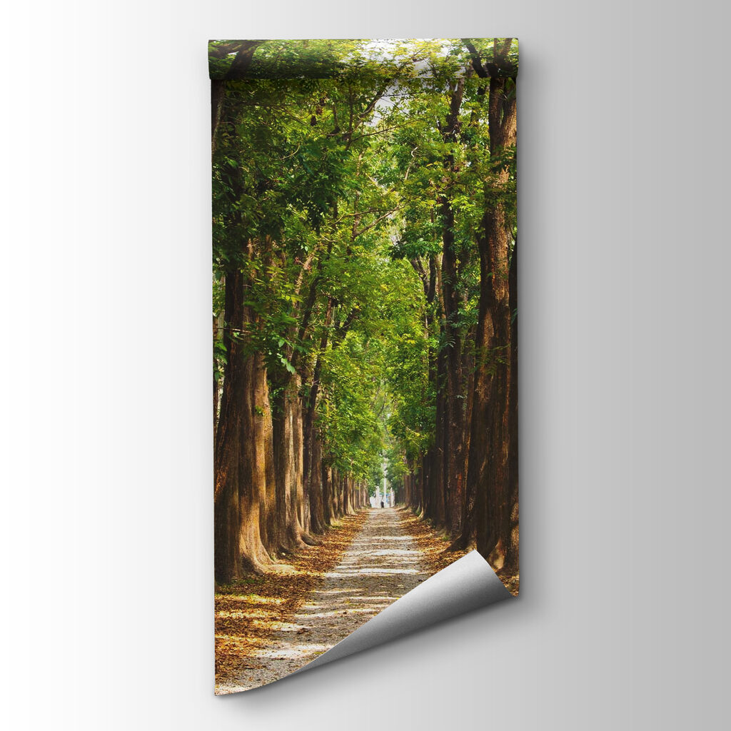 Viale tra gli alberi — vista del prodotto