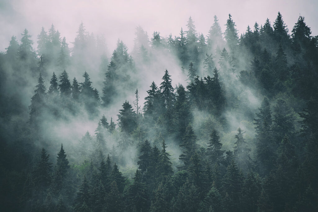 Pini nella nebbia rosata — design completo