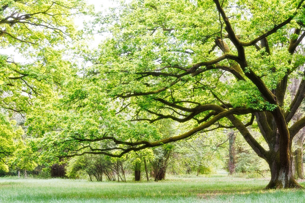 Vecchio albero verde — design completo