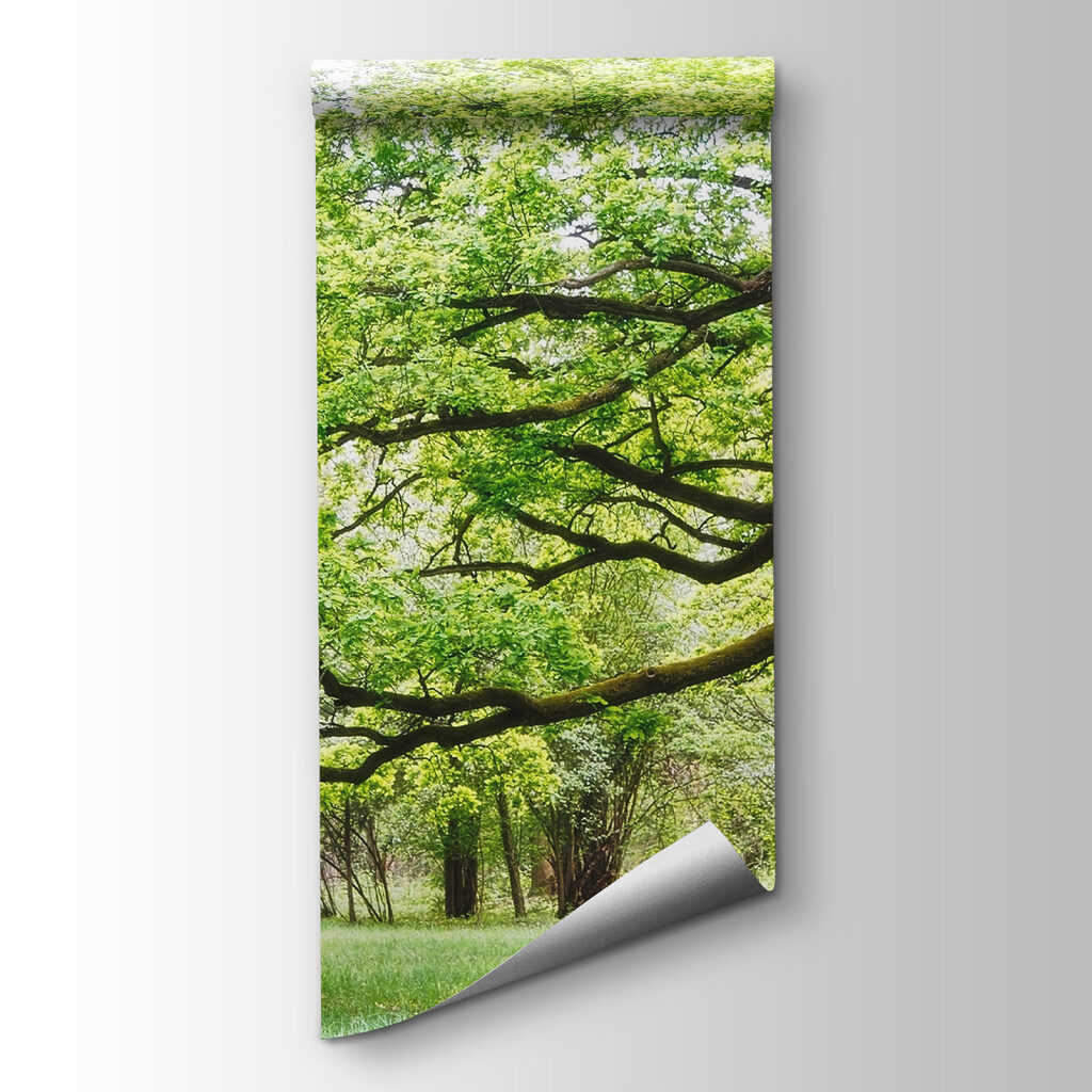 Vecchio albero verde — vista del prodotto