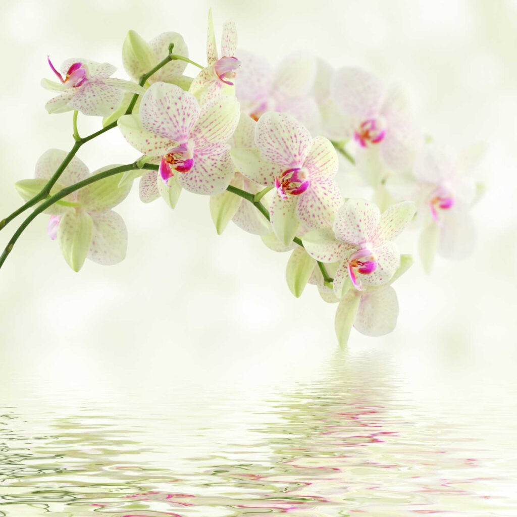 Orchidea sull’acqua — design completo