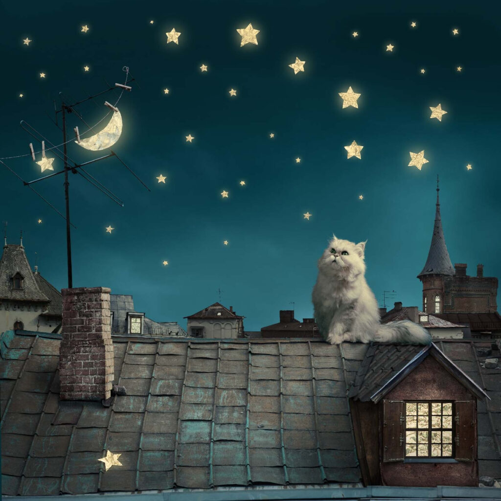 Gatto tra le stelle — design completo