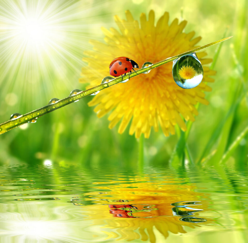 Coccinella con rugiada — design completo
