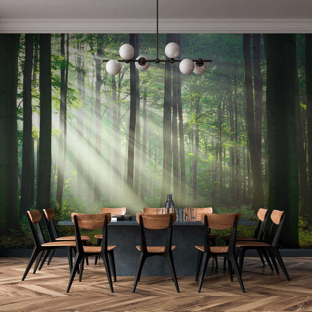 Luce tra tronchi dritti — ambiente 11