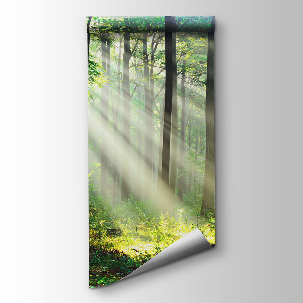 Luce tra tronchi dritti — vista del prodotto