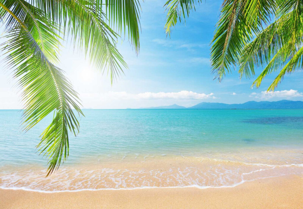 Palme sopra il mare — design completo