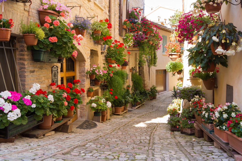Vicolo pieno di fiori — design completo