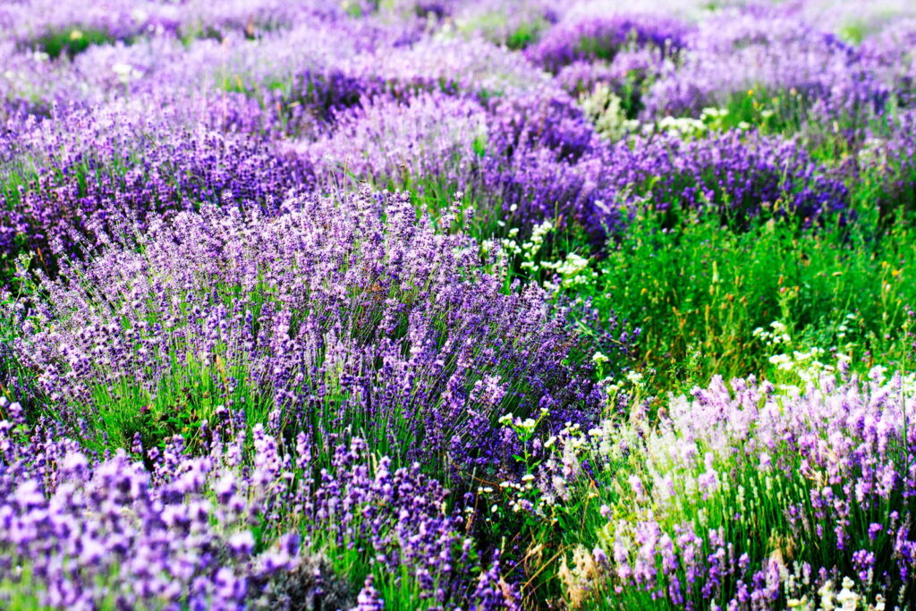 Lavanda in file ondulate — design completo