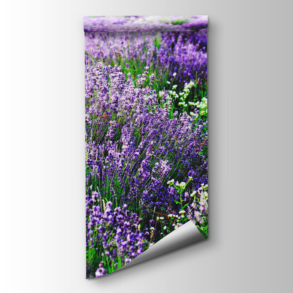 Lavanda in file ondulate — vista del prodotto