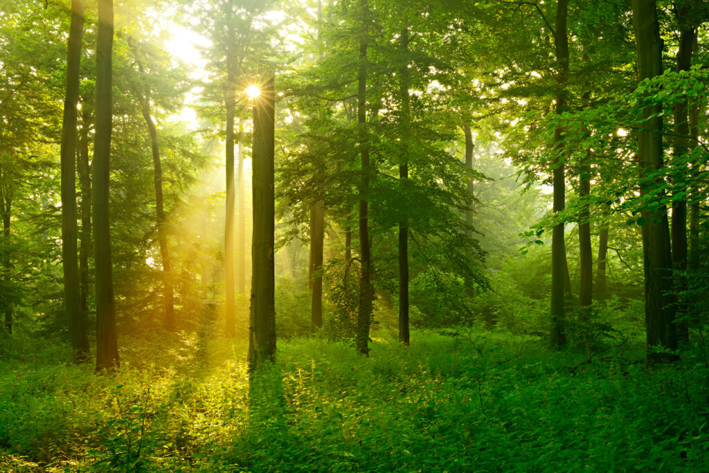 Luce dorata nel bosco — design completo