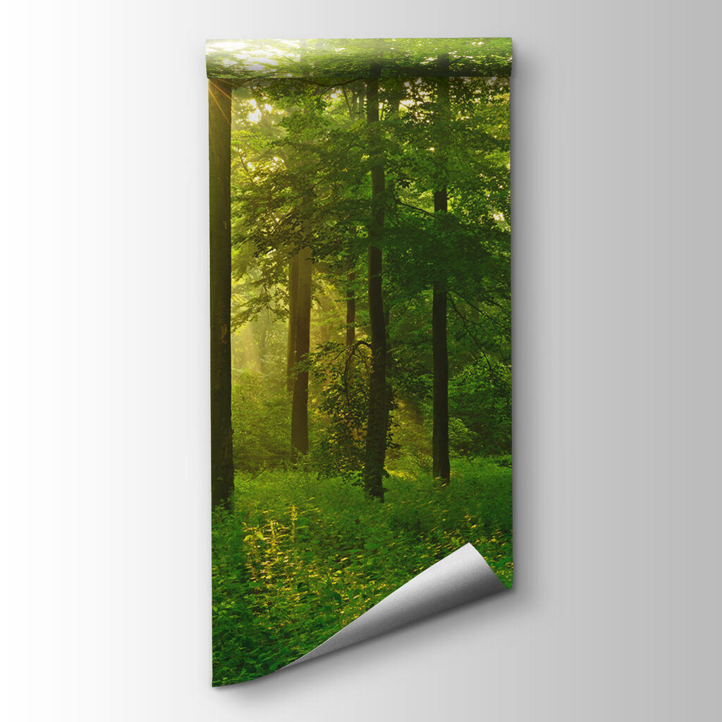 Luce dorata nel bosco — vista del prodotto
