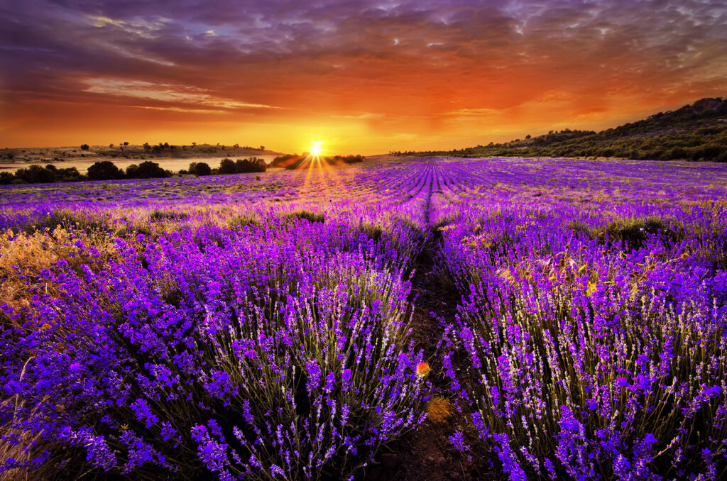 Filari di lavanda — design completo