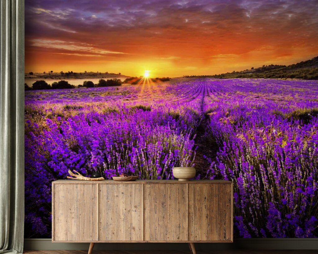 Filari di lavanda — ambiente 1
