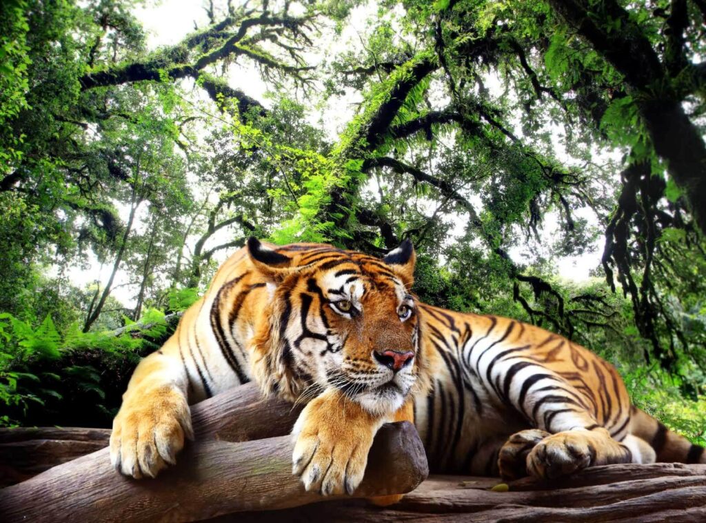 Tigre tra i rami — design completo