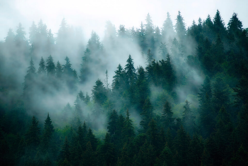 Nebbia tra le conifere — design completo