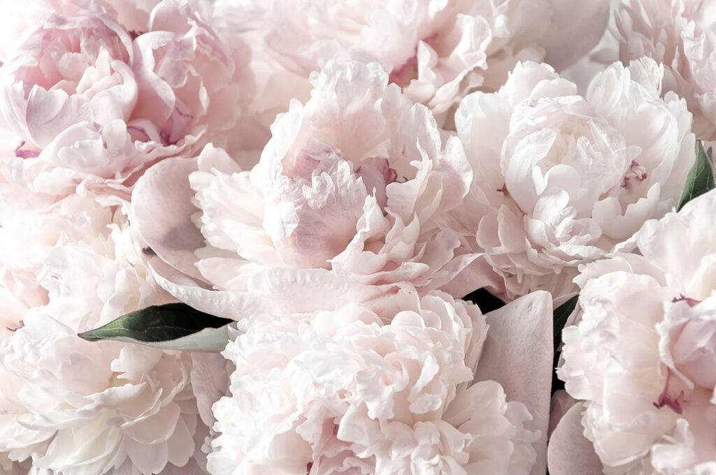 Peonie rosa chiaro fitte — design completo