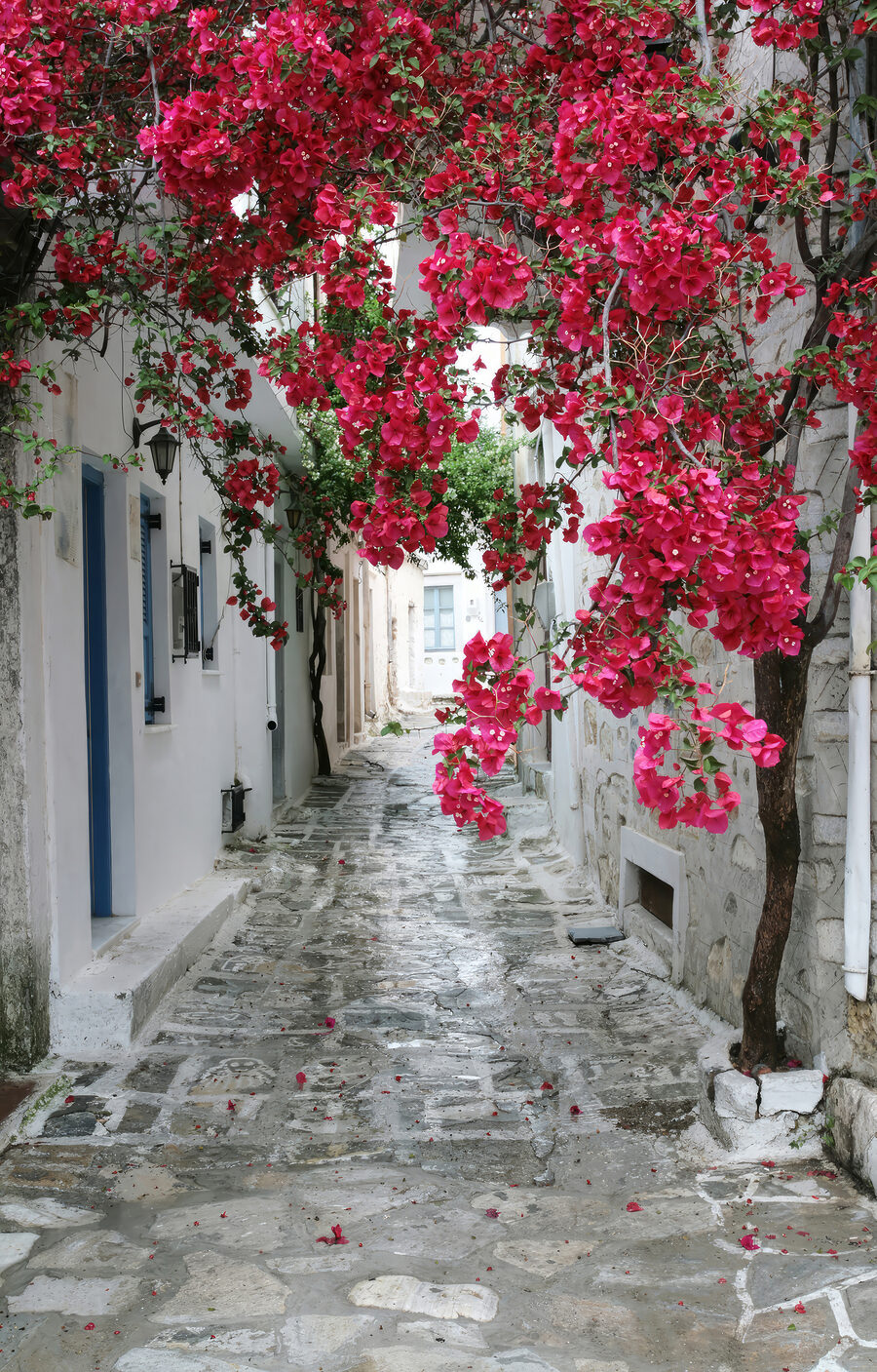 Strada di fiori rossi — design completo