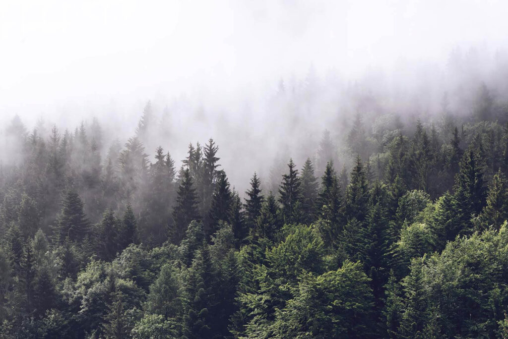 Nebbia sopra il bosco — design completo