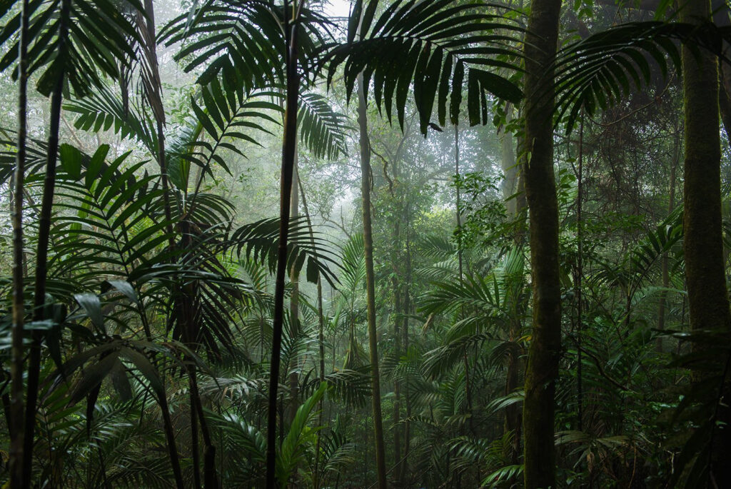 Tra alte palme tropicali — design completo