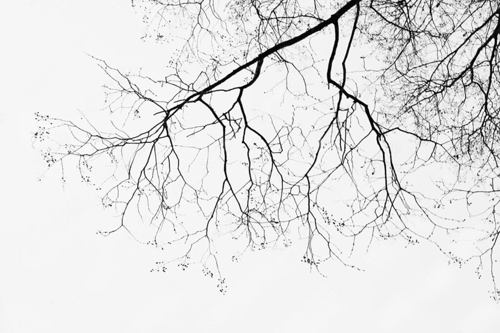 Rami spogli d’inverno — design completo