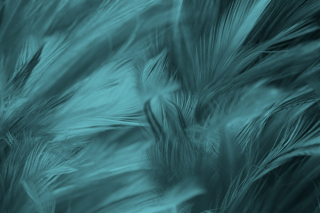 Piume turchesi in movimento — design completo
