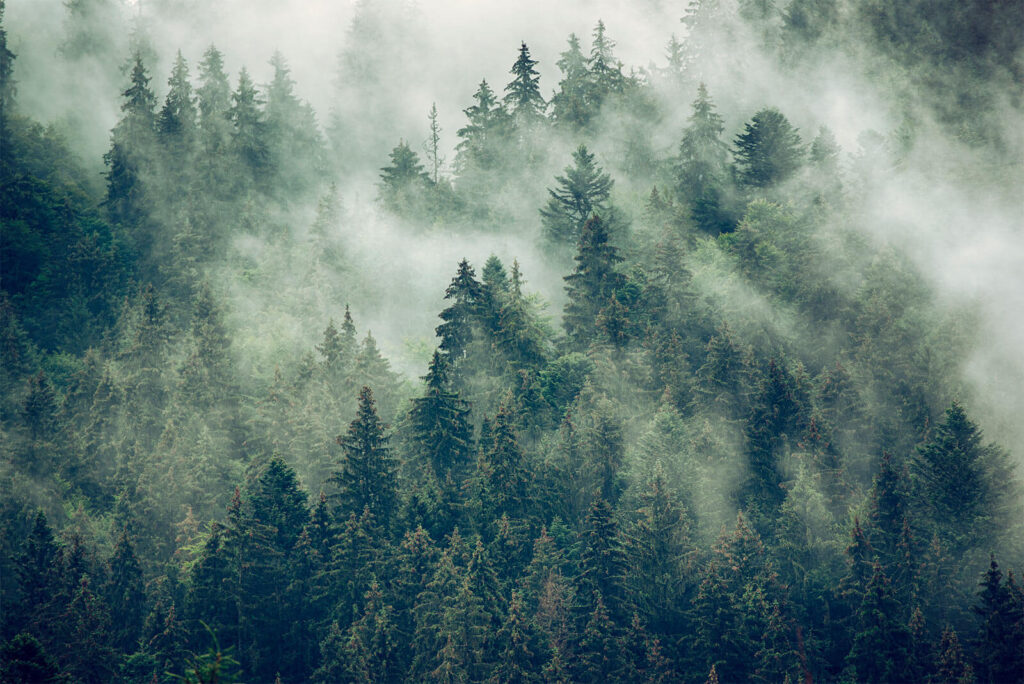 Pini nella nebbia — design completo