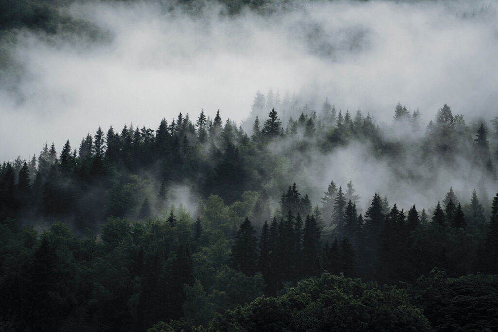 Nebbia sulle chiome scure — design completo