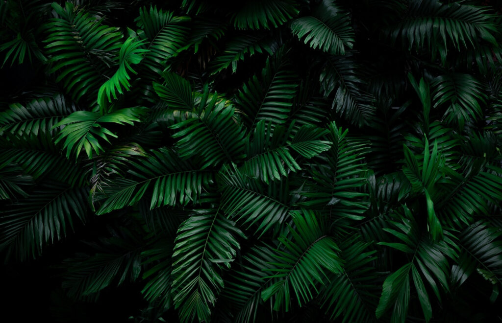 Felci su nero notte — design completo