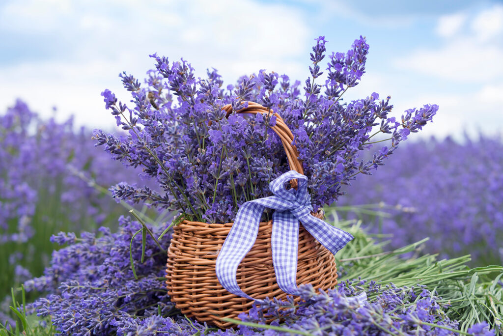 Lavanda in un cesto — design completo