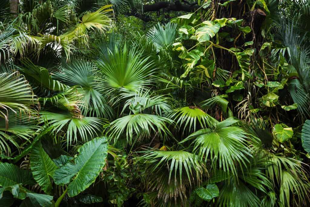 Cascata di foglie tropicali — design completo