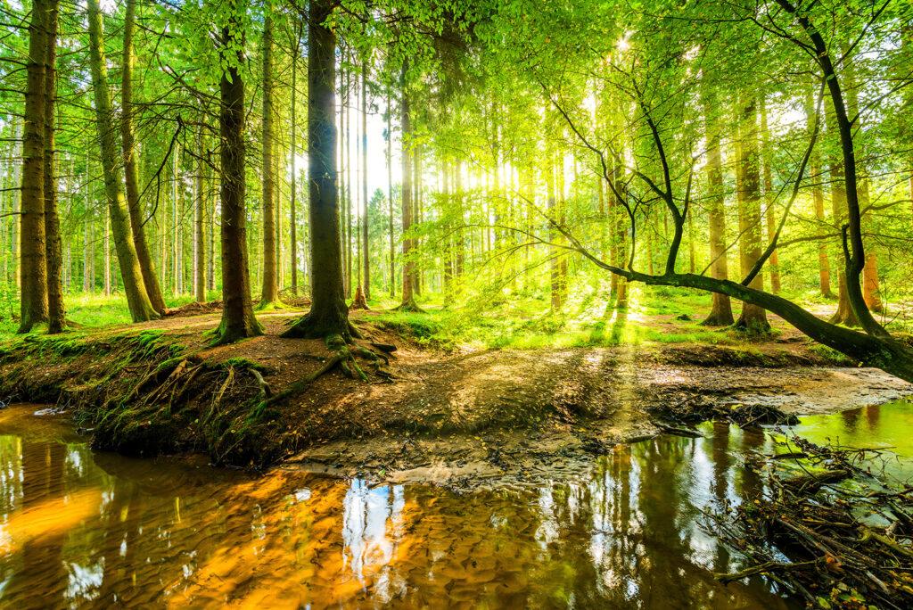 Ruscello nel bosco — design completo