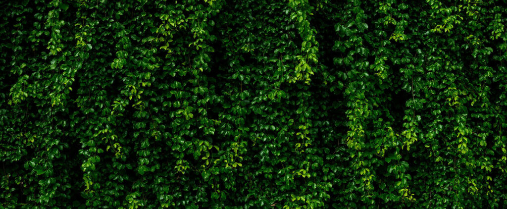 Muro di edera — design completo