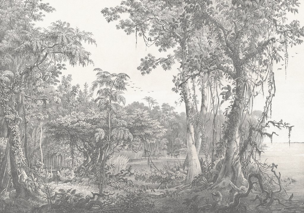 Foresta primordiale a linee — design completo