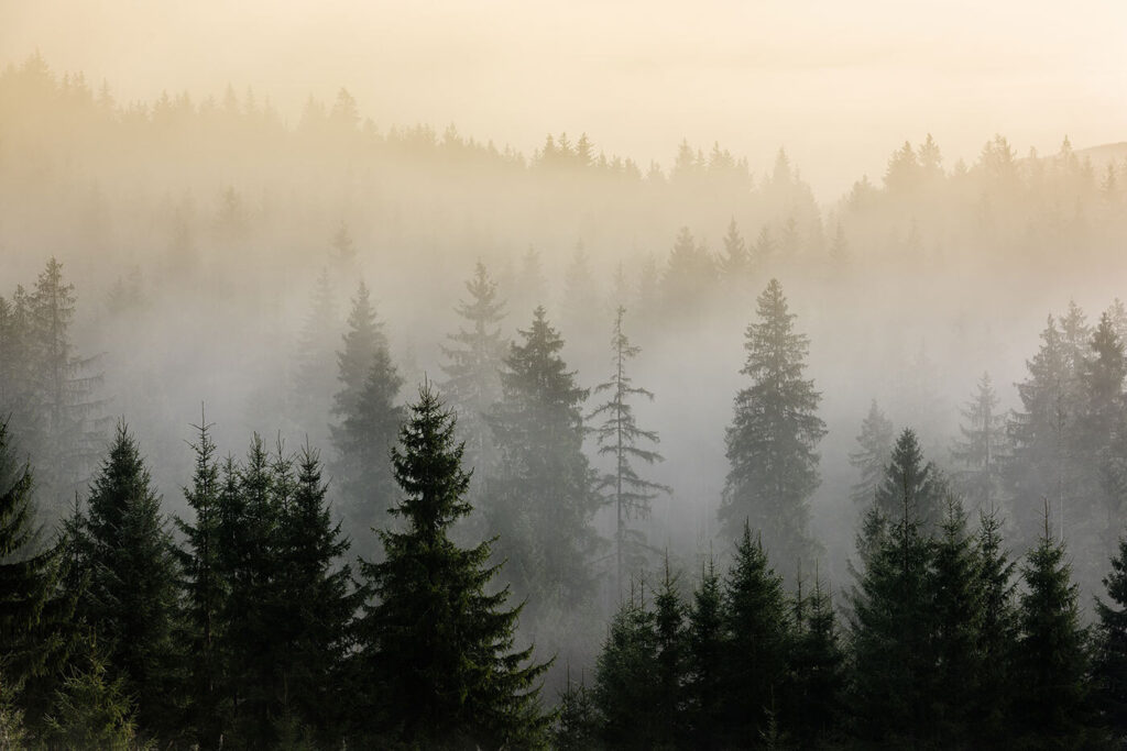 Bosco di prima mattina — design completo