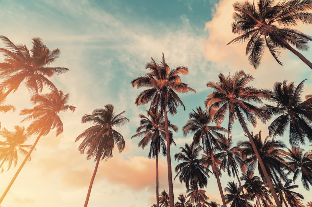 Palme nel cielo serale — design completo