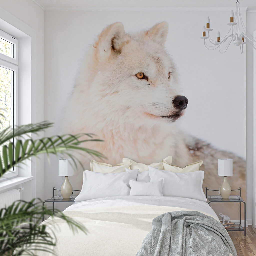 Lupo bianco da vicino — ambiente 4