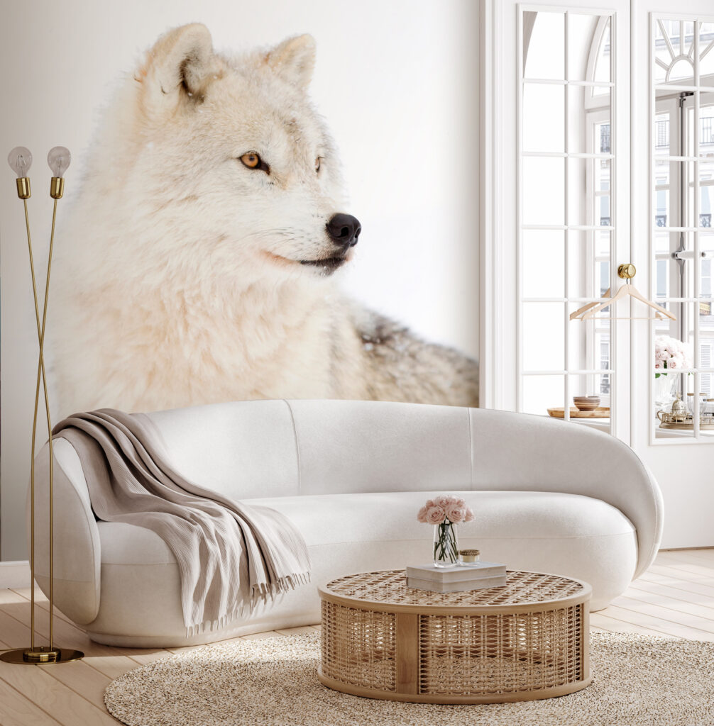 Lupo bianco da vicino — ambiente 2