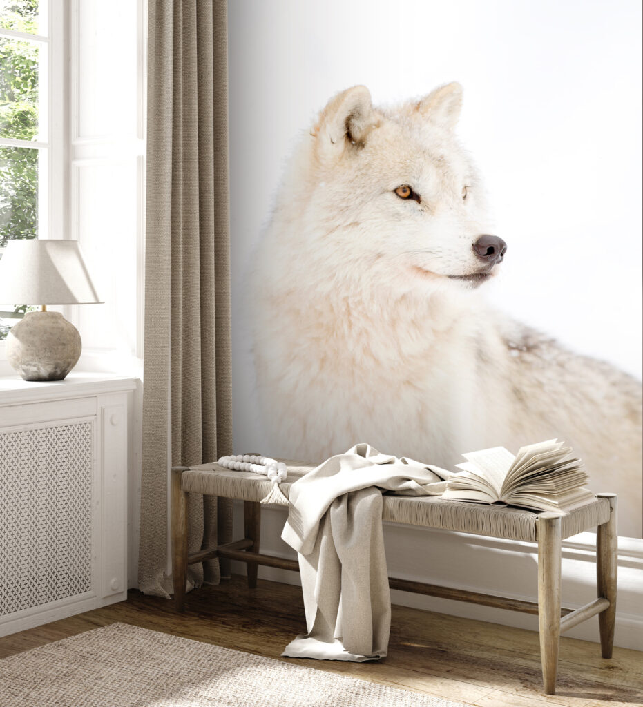 Lupo bianco da vicino — ambiente 3
