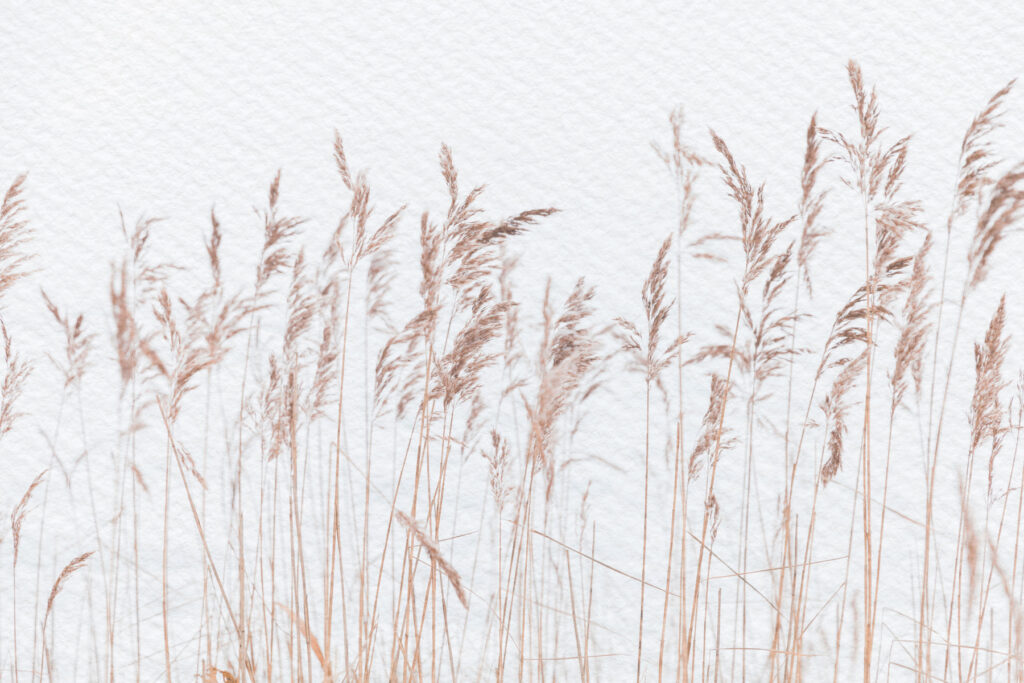 Erbe lunghe su bianco — design completo