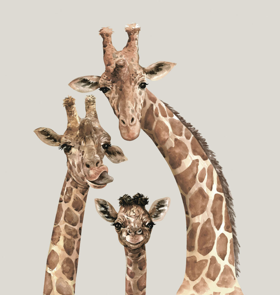 Tre giraffe che guardano — design completo