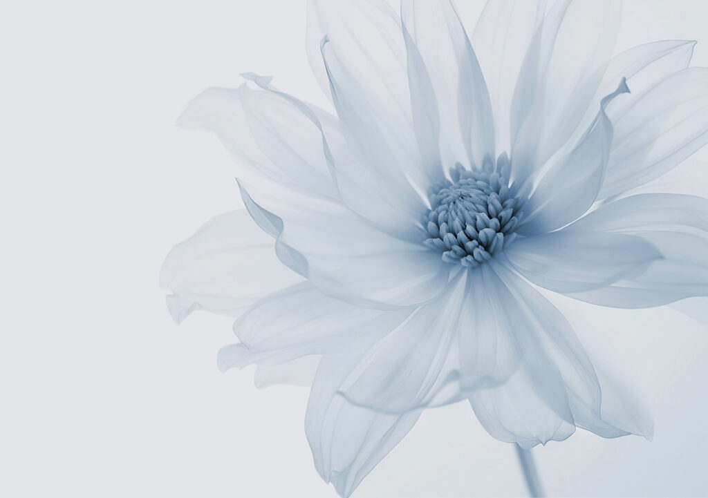Fiore luminoso — design completo