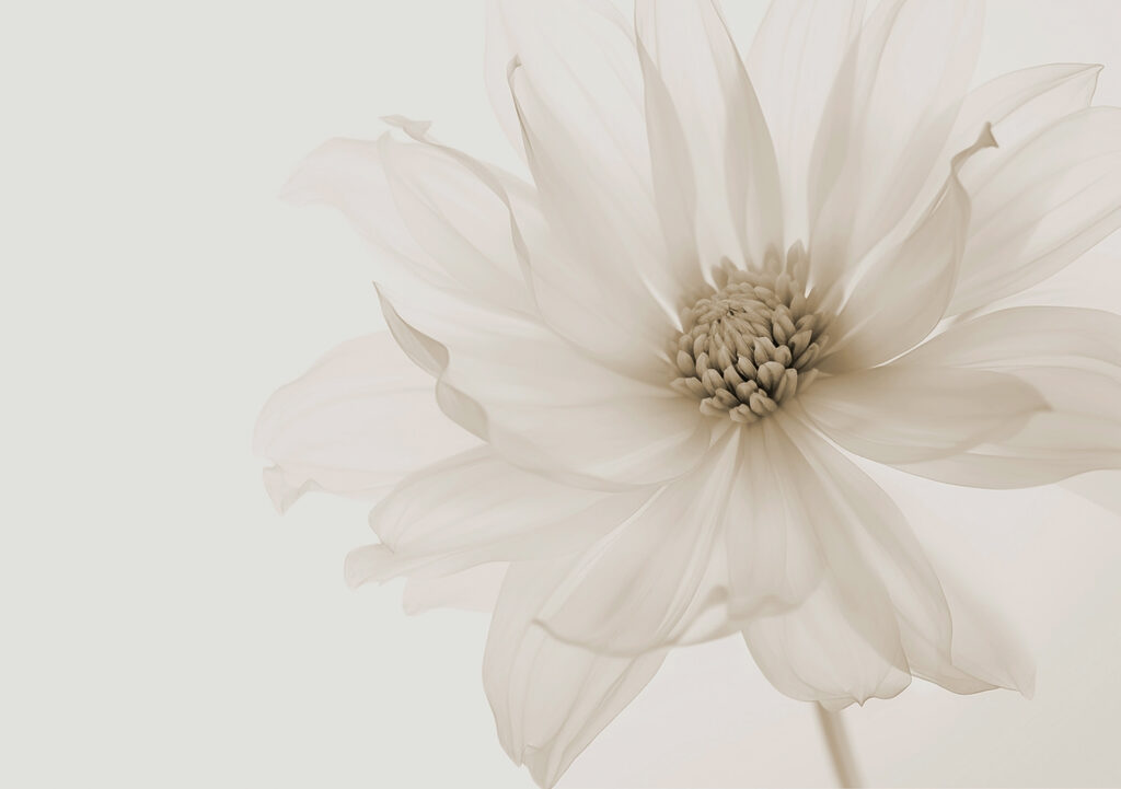 Fiore luminoso — design completo