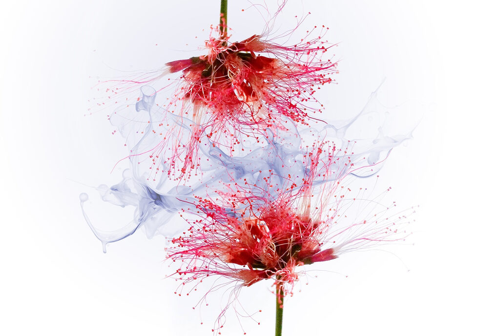 Fiori tra spruzzi d’inchiostro — design completo