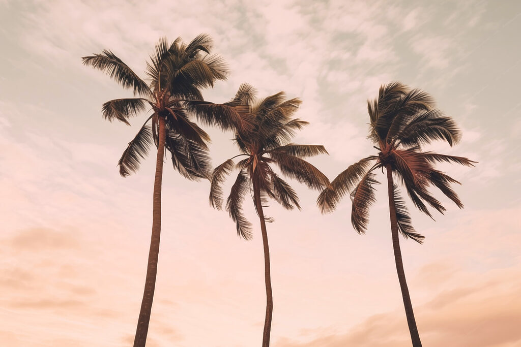 Tre palme, cielo rosa — design completo