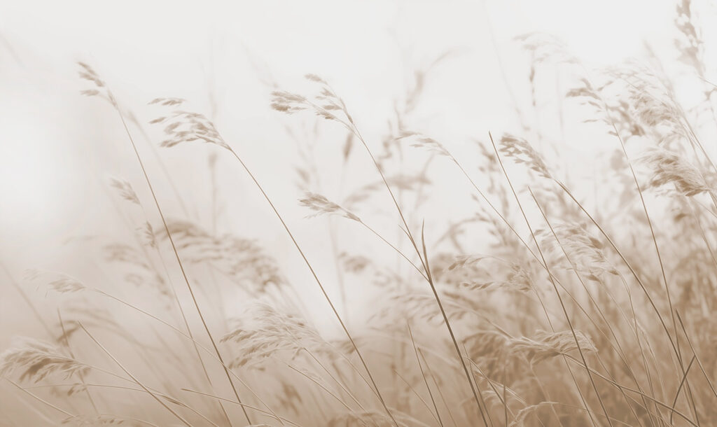 Erbe nel vento — design completo