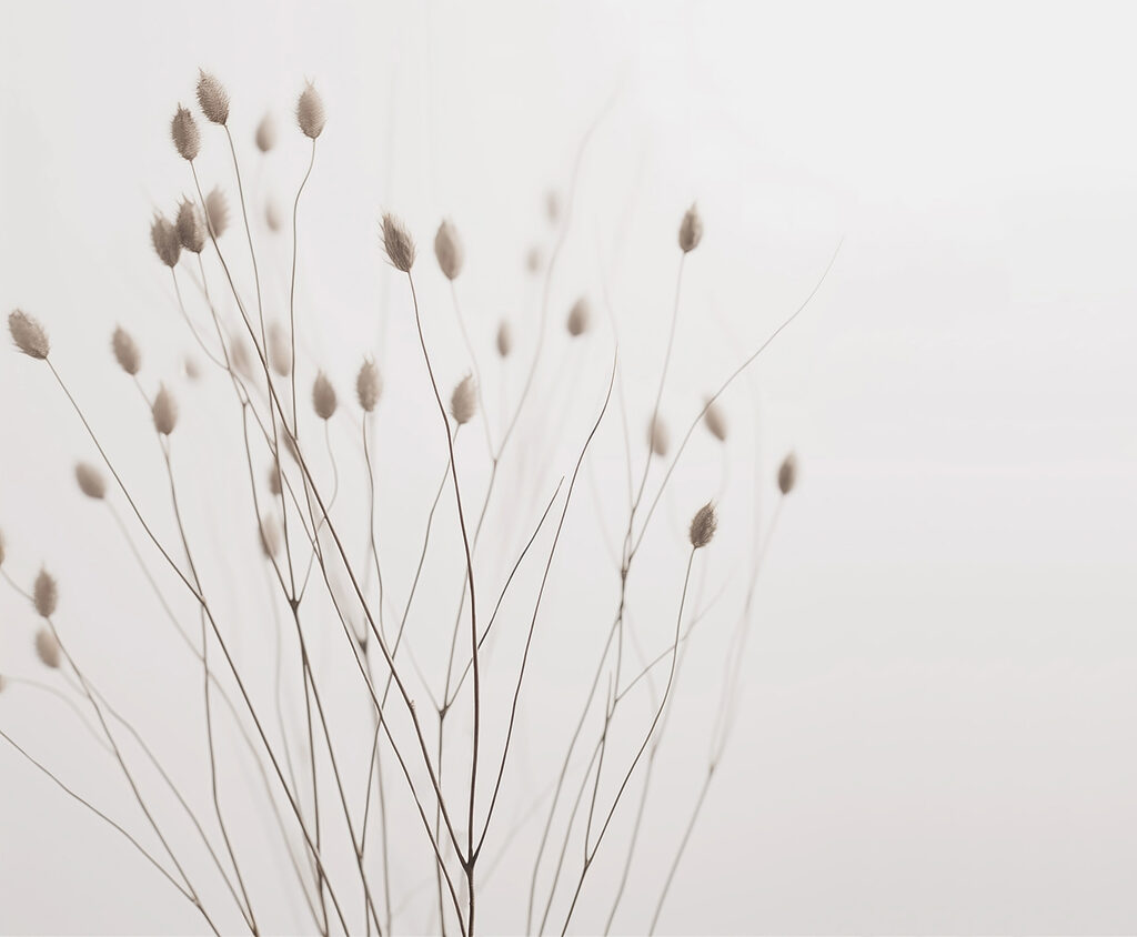 Graminacee con semi — design completo