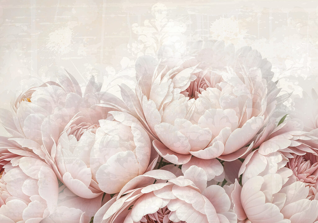 Peonie rosa pallido — design completo