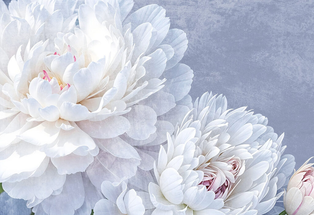 Peonie bianche su lavanda — design completo